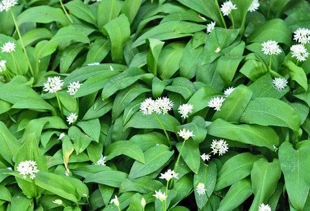 Allium ursinum or ramsons with top view and full frameの写真素材