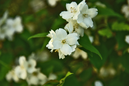 Philadelphus coronarius (sweet mock-orange, English dogwood) German name is Duftjasminの写真素材