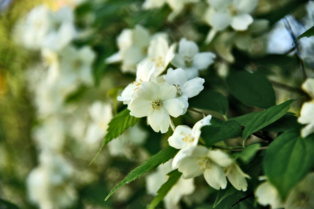 Philadelphus coronarius (sweet mock-orange, English dogwood) German name is Duftjasminの写真素材