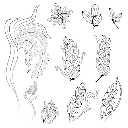 Rice design on white background , rice plant, rice grain isolated, illustrationのイラスト素材