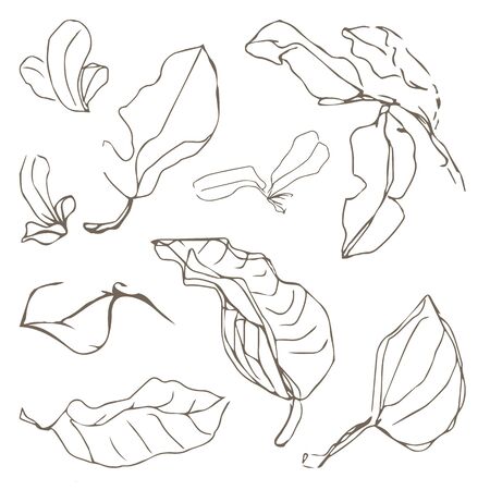 Vector drawing sketch line art sketching set of vector leaves symbols elementsのイラスト素材