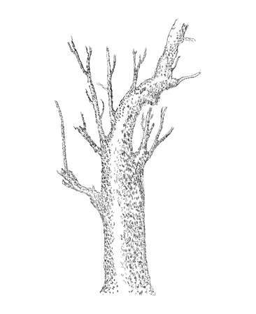 Hand drawn tree silhouette, Sketched, Tree Hand drawn sketch illustration isolated on white backgroundのイラスト素材