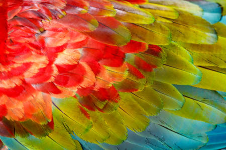 Parrot macaw wing - tropical bird plumage pattern Pantanal, Brazil