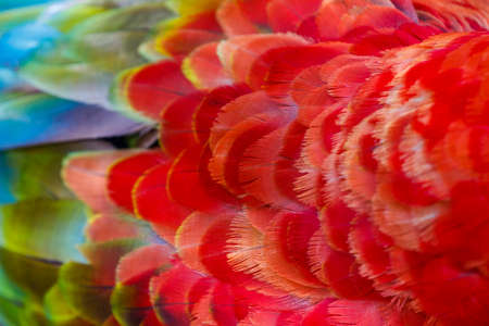 Abstract pattern of Macaw parrot feathers close-upの写真素材