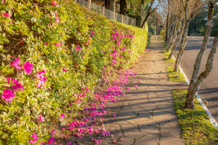 Alley landscape with azaleas bloom - Gramado, Rio Grande do Sul, Brazilの写真素材