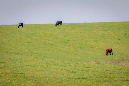 Cows grazing in Rio Grande do Sul pampa, Brazil, border with Uruguay