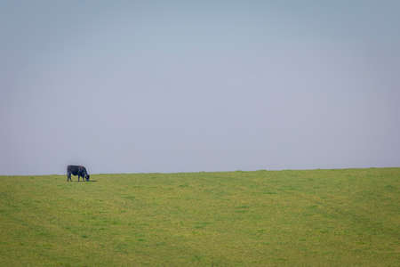 Single Cow grazing in Rio Grande do Sul pampa, Brazil, border with Uruguayの写真素材