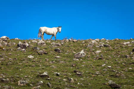 Single white Horse in Rio Grande do Sul pampa, Southern Brazil countrysideの写真素材