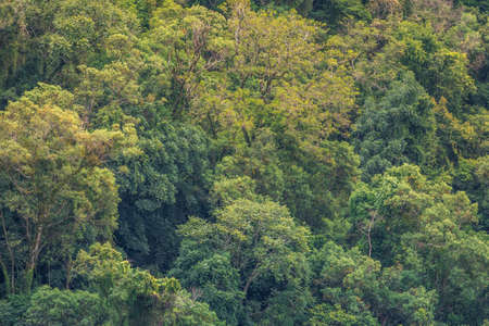Tropical rainforest in northeast Brazil, South Americaの写真素材
