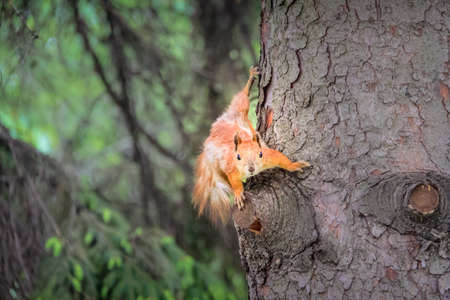 Squirrel standing still looking at camera in Central Park, New York, United States
