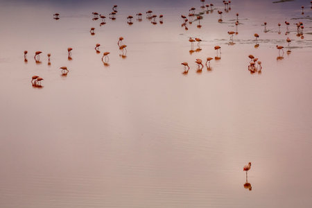 Lonely Flamingo standing out from the crowd, isolated from the group in Laguna Colorada, Boliviaの写真素材