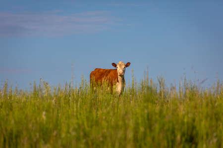 Single cow herding in southern Brazil countryside looking at cameraの写真素材