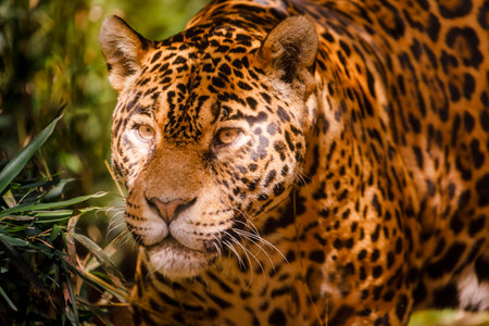 Jaguar Panthera onca majestic feline, hunting in Pantanal, Brazilの写真素材