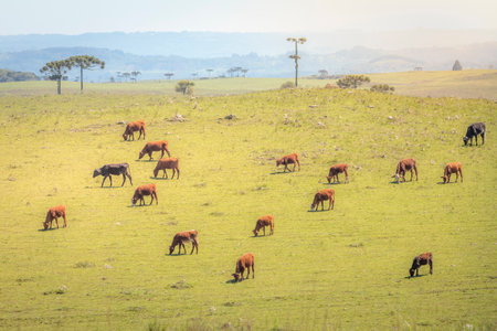 Cows grazing at sunset, Rio Grande do Sul pampa - Southern Brazilの写真素材