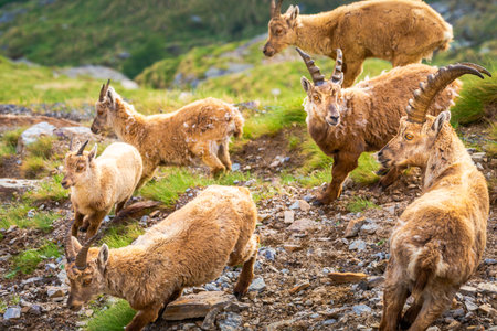Ibex wild animal and mountain fauna, Gran Paradiso italian Alps, Italyの写真素材