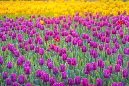 Field of Tulips in bloom at colorful springtime in Amsterdan, Netherlandsの写真素材