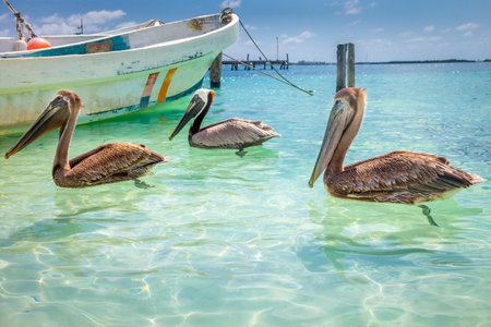 Cancun idyllic caribbean beach with boat and pelican sea bird, Riviera Maya, Mexico