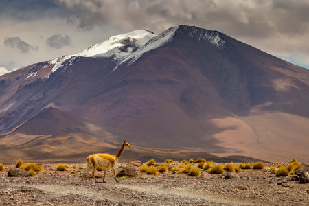 Guanaco Vicuna in the wild of Atacama Desert, Andes altiplano, South Americaの写真素材