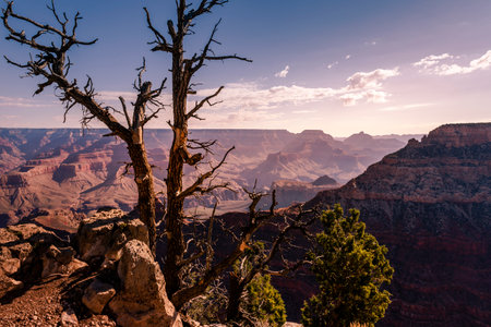 Grand Canyon south rim with single tree trunk at sunny day, Arizona, USAの写真素材