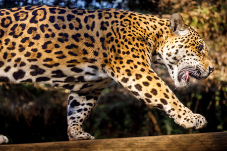 Jaguar Panthera onca majestic feline, hunting in Pantanal, Brazilの写真素材