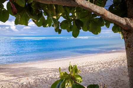 Idyllic Porto Seguro Beach at sunny day with tropical tree in BAHIA, Brazilの写真素材