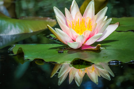 Lilly water single flower, bud blossoming on lake reflection, green background