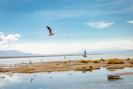 Salar de Atacama volcanic landscape and salt lake in Atacama Desert, Chileの写真素材