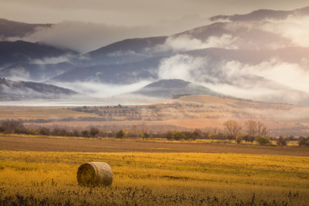 Harvesting hay from a farm, Bales of straw in the agricultural field, Bulgariaの写真素材