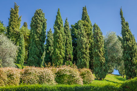 Cypresses in a row at springtime, relax landscape at sunset, Tuscany, Italyの写真素材