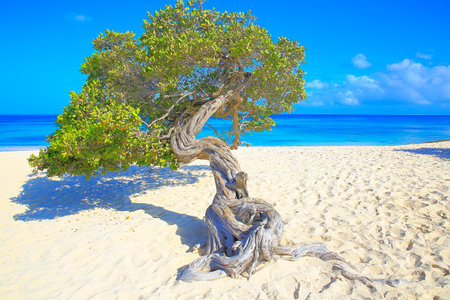 Secluded turquoise beach in Aruba, Caribbean Blue sea, Duth Antillesの写真素材
