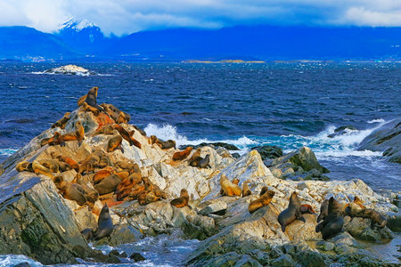 Sea lions and seals, Beagle Channel in Tierra Del Fuego, Ushuaia, Argentina, South Americaの写真素材