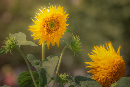 sunflowers, flowers garden at golden sunset, idyllic landscape in Giverny, France