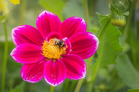 Bee on Colorful delicate flowers garden at golden sunset, idyllic landscape in Giverny, Franceの写真素材
