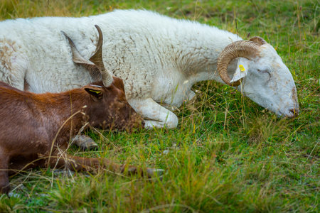 Goat and sheep lying down on the grass sleeping, Gran Paradiso, Italyの写真素材