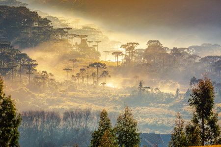 Countryside of Rio Grande do Sul near Gramado at misty sunrise, Southern Brazil, South Americaの写真素材