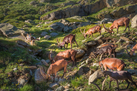 Ibex wild animal and mountain fauna, Gran Paradiso italian Alps, Italy, border with Franceの写真素材