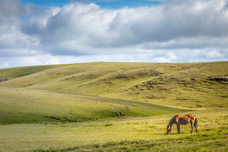 Lonely horse at sunny day, Rio Grande do Sul pampa landscape - Southern Brazilの写真素材