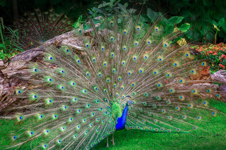 Beautiful blue male Peacock with feathers fanned out in South Asia