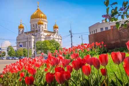Christ the Savior Cathedral and tulips flowers at springtime, Moscow, Russiaの写真素材