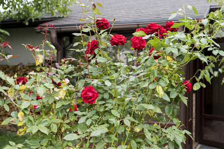 bushes of red roses near the house in the garden in the summerの写真素材