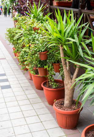 bushes and trees in plastic pots for flowers on the streetの写真素材