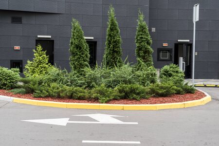 Decorative trees and bushes in the design of the flowerbeds of the landscape in the city