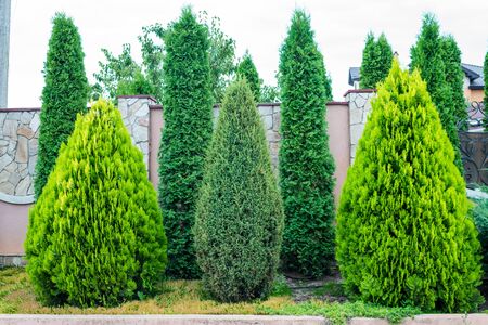 evergreen decorative trees and shrubs in landscape designの写真素材