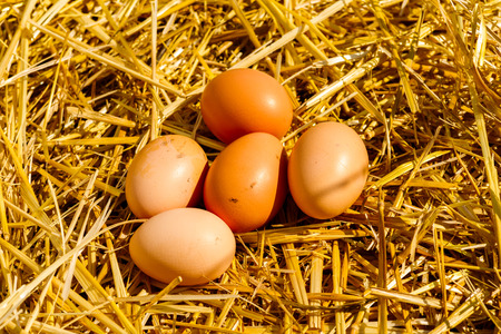 freshly picked chicken eggs laid hen hens on a straw on a sunny dayの写真素材