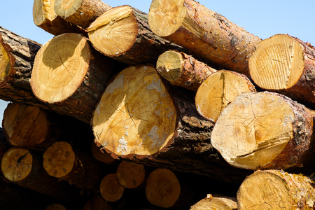 wooden logs close-up stacked in a pile, cut logs