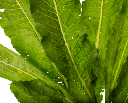 fresh horseradish leaves close-up isolated on white background