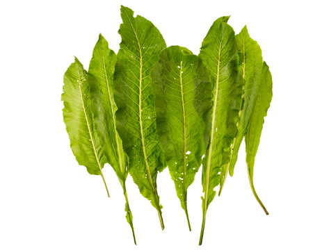 fresh horseradish seasoning leaves isolated on white background
