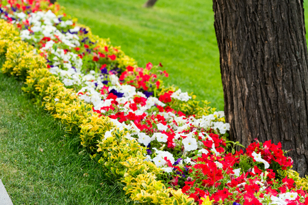 beautiful summer flowerbed with colorful flowers in the parks landscape designの写真素材