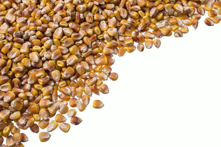 mature and ripe dried corn grain for storage and sowing shot close-up isolated on white background