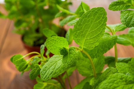 fresh mint in pots on a table close-up